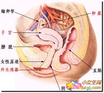 女性生殖构造